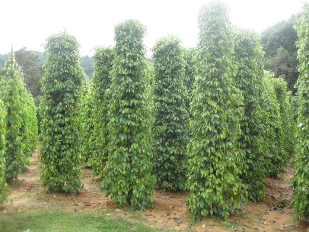 Pepper Farm Phu Quoc Bungalow Εξωτερικό φωτογραφία